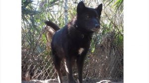 Огромный волк который нападал на людей, хотели убить