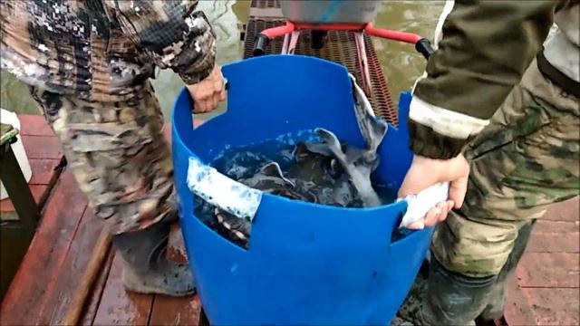 Зарыбление Нижнего пруда осетром. Клёвое место, Лосиный остров смотреть онлайн