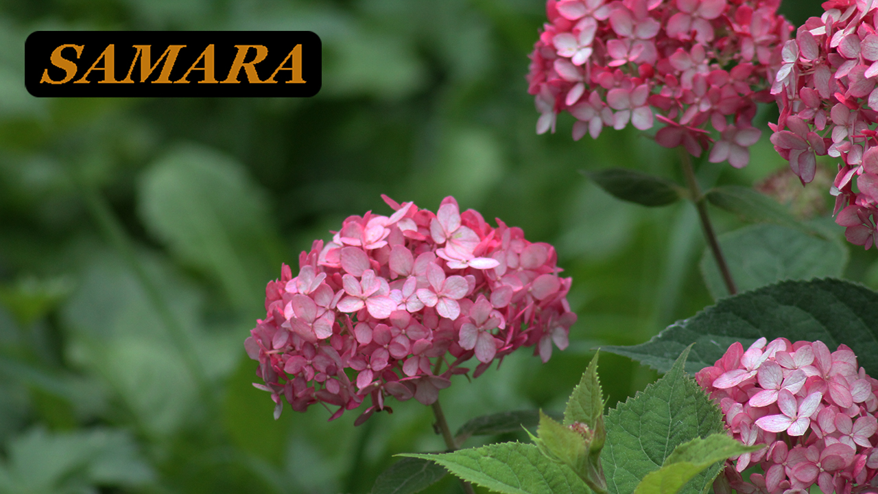 Ботанический сад. Самара. Начало мая 2023. Botanical Garden. Samara. Beginning of May 2023.