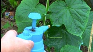 КАК ПРЕДУПРЕДИТЬ ПОЖЕЛТЕНИЯ ЛИСТЬЕВ НА ОГУРЦАХ.ЧТО ДЕЛАТЬ  ЕСЛИ ЛИСТЬЯ У ОГУРЦОВ УЖЕ НАЧАЛИ ЖЕЛТЕТЬ