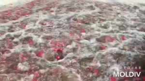 Редис сорт СЕЛЕСТА