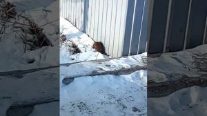 Крыса каннибал