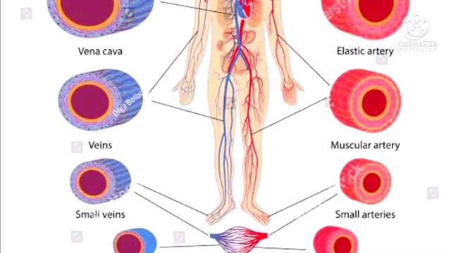 Cialis-20 mg Tablet Uses and Benefits In Urdu | How to use cialis tablet смотреть онлайн