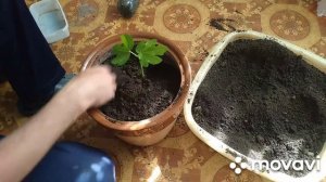 Пересадка инжира в большой горшок