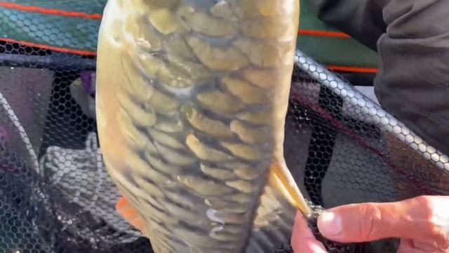 Рыбалка на макуху с лодки в Ростовской области! смотреть онлайн