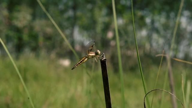 Nikon Z50 + Z40mm F/2 | Video Soon смотреть онлайн