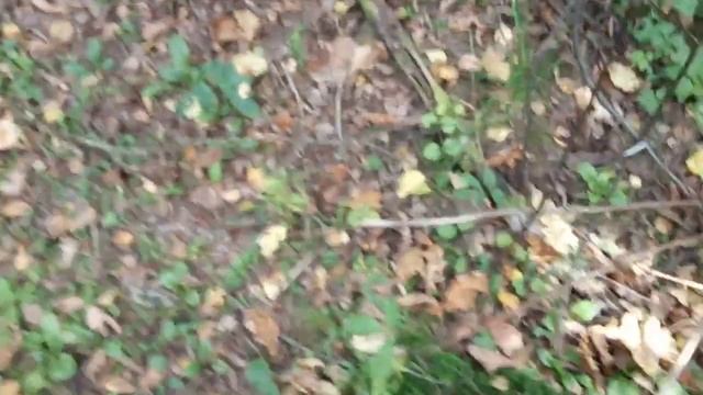 Сбор опят в подмосковье 2020 и белых грибов и орехов часть 2.Мимолётное желание грибков за три года смотреть онлайн