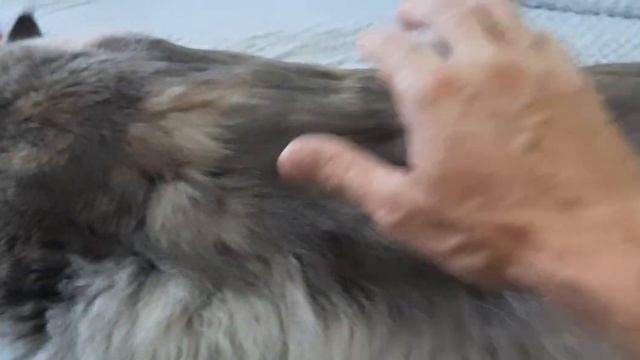 Большой кот мейн кун.