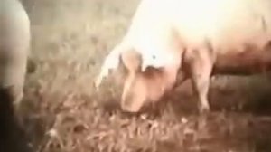 Генетика и селекция: Украинская белая порода свиней.avi