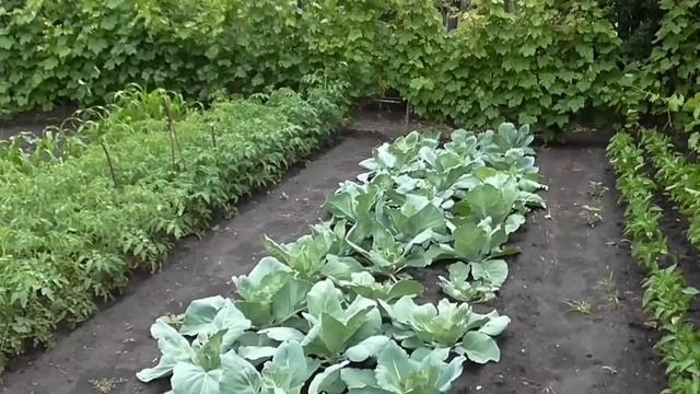 Заболела капуста. Болезни овощей смотреть онлайн