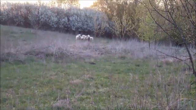 Овцы на пастбище смотреть онлайн