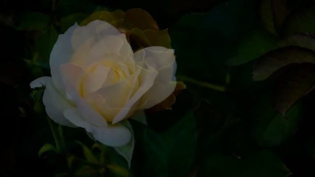 Ах, розы ВесАн смотреть онлайн