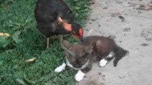 Курица ловит блох на коте