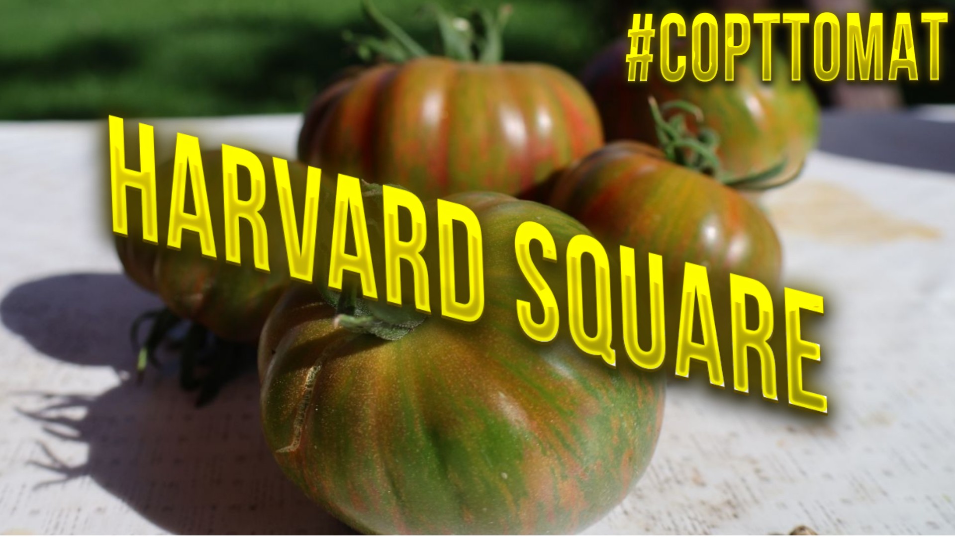 243 Harvard Square, Гарвардский сквер, Видеообзор экзотических томатов. Сорттомат