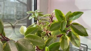 Будни цветовода | Пеперомии обзор | 04.05.2022г.