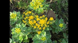 АЯНИЯ  /AJANIA( растения/plants)( HD slide show)!