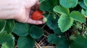 Правдивый отзыв ранний сорт клубники Русановка/клубника в открытом грунте/вес клубники Русановка