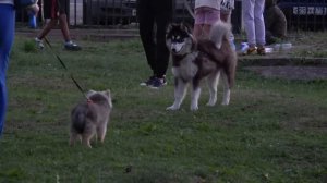 День поселка Колюбакино