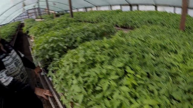 Помидор в теплице. Ивановка - серия 1. Выращивание рассады. Как вырастить рассаду помидора. смотреть онлайн