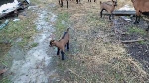 Прогулки с козлятами//Приучаем козлят к зерновым