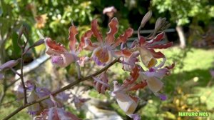 Spectacular orchids in bloom plus a mini haul 2 for 1 episode. Educational,fun, and visually amazin