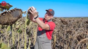 🌻 Обзор гибридов подсолнечника ЛГ 50479 СХ и ЛГ 59580