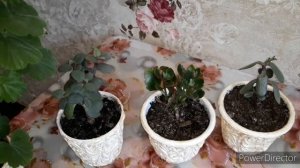 ?Подкормка из банана для цветов.? Что скажите?