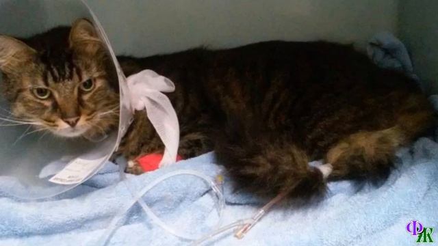 Умирающий от мороза котенок и бабушкина икона. История про простые совпадения или что-то большее? смотреть онлайн