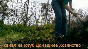 Как вырастить Виноград в Сибири