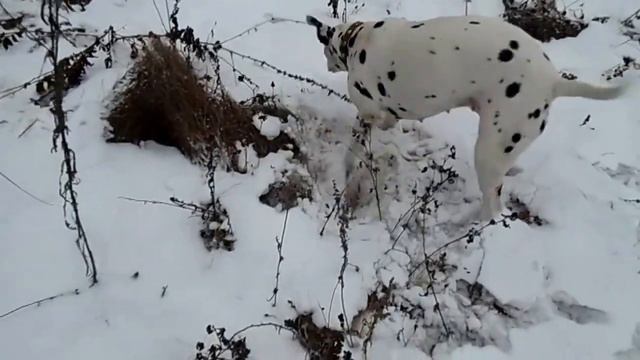 Далматинец на прогулке