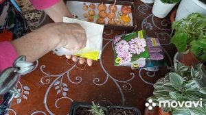 Сею микрозелень, проверяю луковицы цветов, розмарин