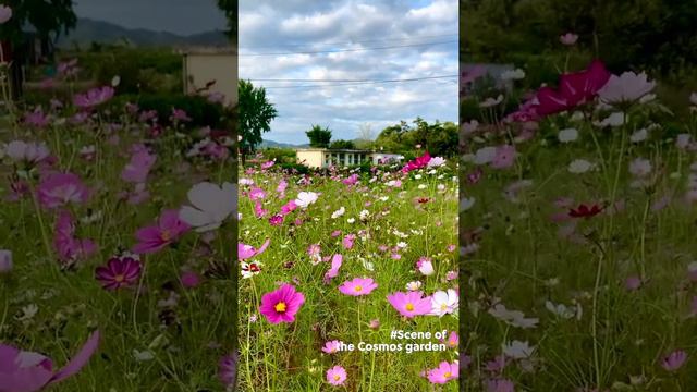 A Scene of the Cosmos Garden in Namwon-si Jeollabuk-do, Korea [One day One Scene_Day43]