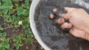 Жидкая подкормка для растений из биогумуса. Дёшево и полезно.