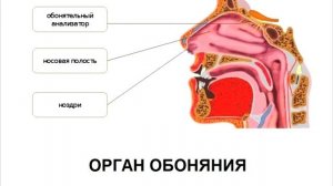 § 17 Органы осязания, обоняния, вкуса