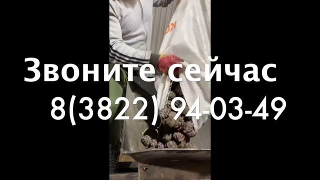 Приемный пункт кедровой шишки и кедрового ореха в Томске, Новосибирске, Кемерово, Красноярске.