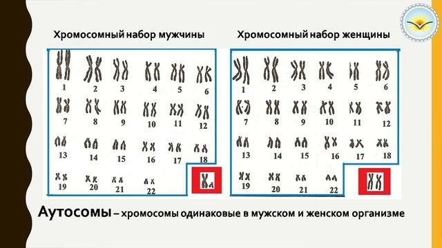 Тема урока: Количество хромосом у разных видов организмов. Соматические и половые клетки.