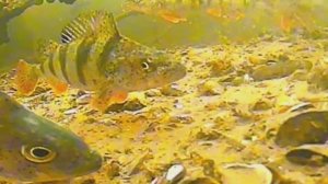 ПОДВОДНЫЕ СЪЕМКИ! КРУПНЫЙ ОКУНЬ! ПОКЛЁВКА НА СИЛИКОН!