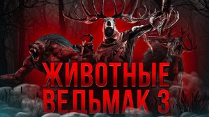 Биология монстров Ведьмак 3 | Ч.1 | Спекулятивная биология