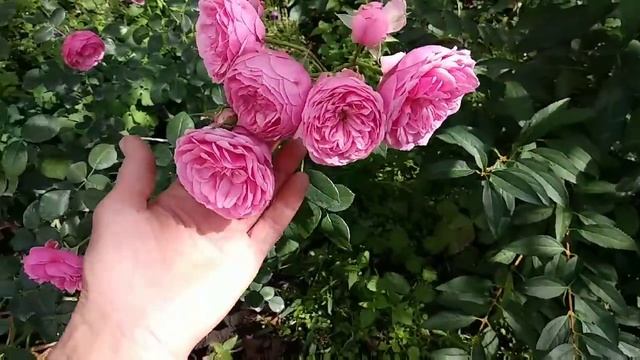 Розы. Цветение новинок . Новые сорта роз.