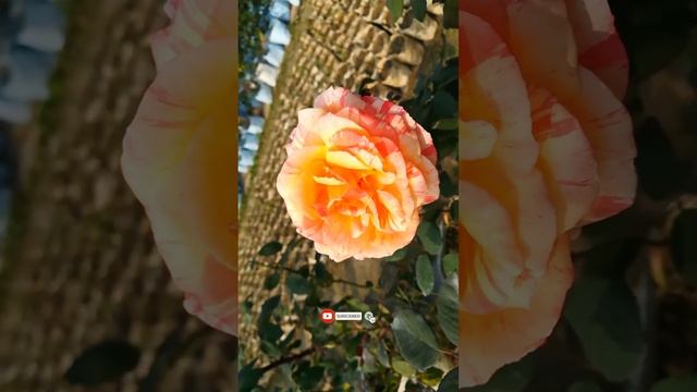 Marvelle Rose Flower ♥️♥️#shorts #youtubeshorts #trending #shortvideo