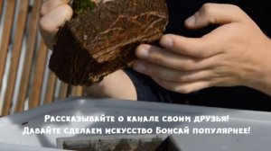 Формирование Бонсай. Как правильно формировать Бонсай