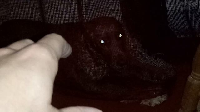 Не отдает хозяину тапки, даже рычать стал! смотреть онлайн