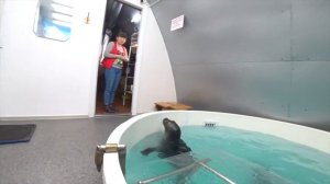 БАЙКАЛЬСКАЯ НЕРПА /ЭНДЕМИК/ За кулисами нерпинария.