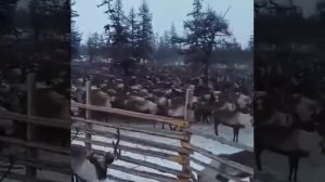 Олени Якутия | 사슴, 야쿠 티아