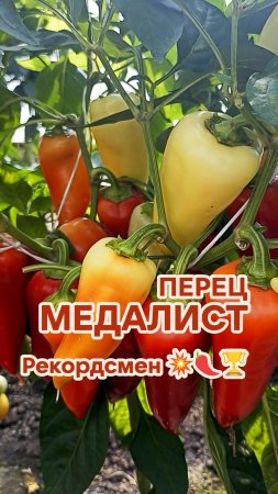 ID_B_00003 Перец Медалист (Мраморный) — копия