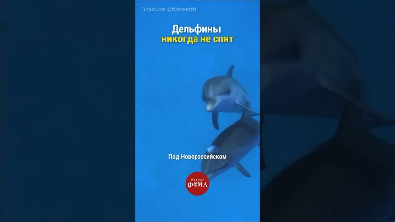 Дельфины никогда не спят | Михаил Полуэктов