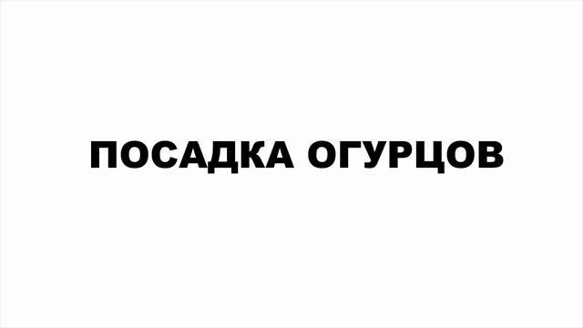 Огурцы собирали ведрами. Как проще всего посадить огурцы и вырастить БОЛЬШОЙ урожай С.30