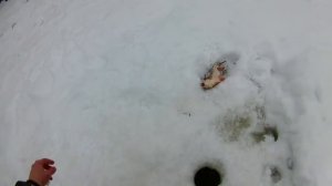 Зимняя Рыбалка Ямал Ноябрьск Еты-пур килограммовые Язи