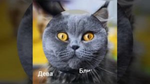 Какая ты порода кошки по знаку знаку знаку зодиака?