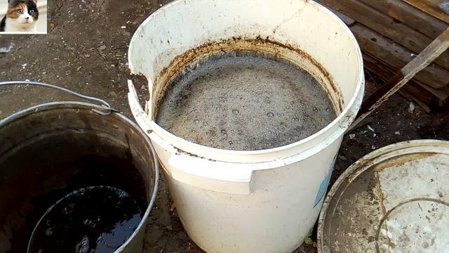 Подкормка помидор куриным пометом в открытом грунте